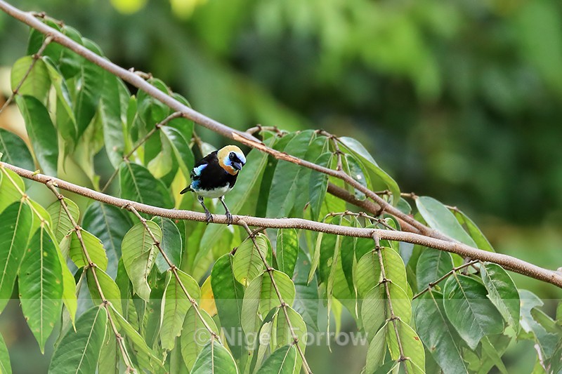 Golden-hooded Tanager, Osa Peninsula, Costa Rica - Golden-hooded Tanager