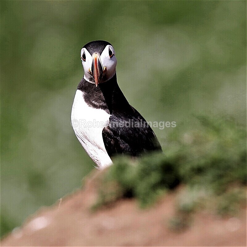_56A7040 - Skomer 2019