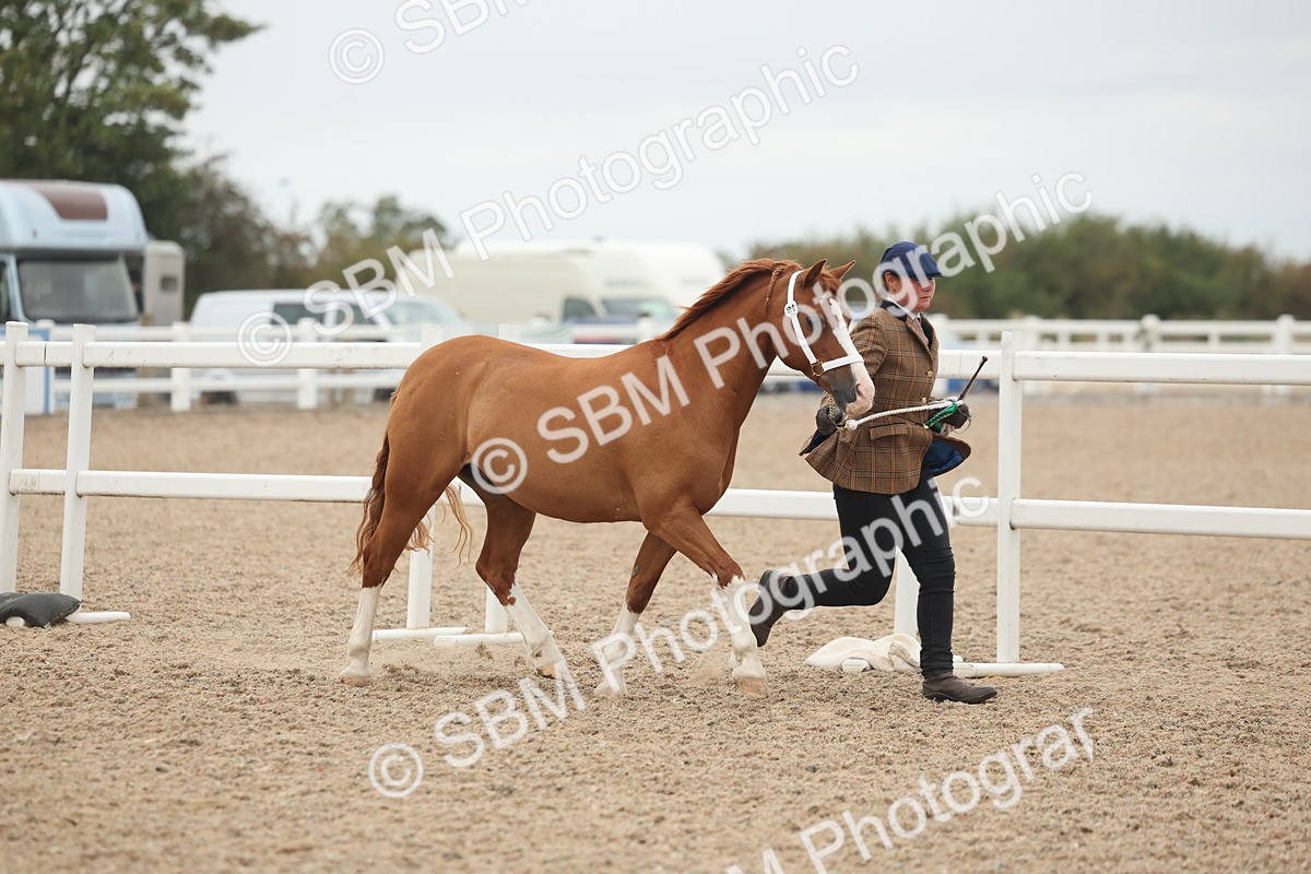 SBM_19470 - Class 317 - IH Pure Bred Horse-Pony