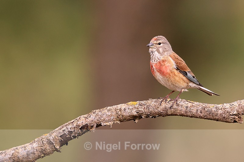 Common Linnet (male), Claret, Spain - Common Linnet