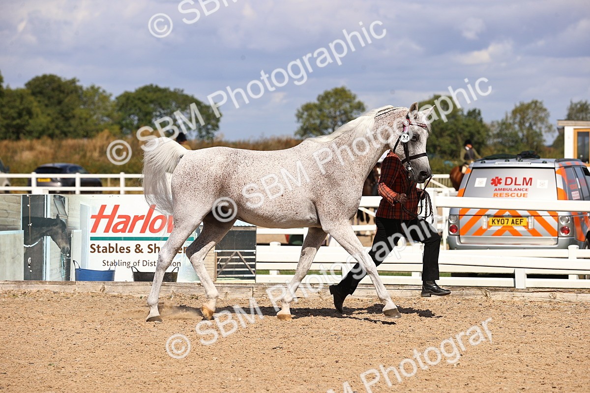 SBM_14375 - Class 412 - Handsomest Gelding (IH or Ridden)Adult