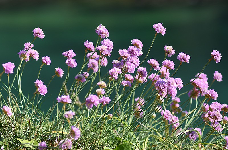 Thrift - Wildlife and Nature