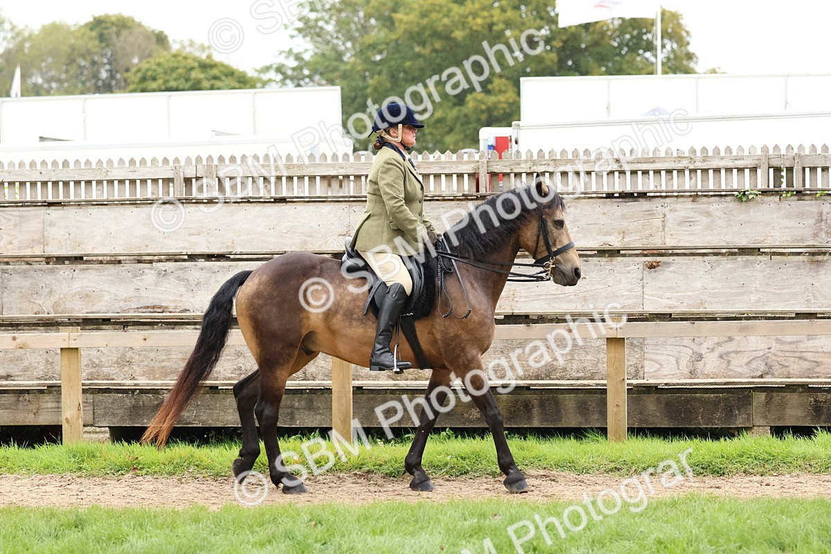 SBM_69534 - S62 - Mountain & Moorland Ridden Large Breeds
