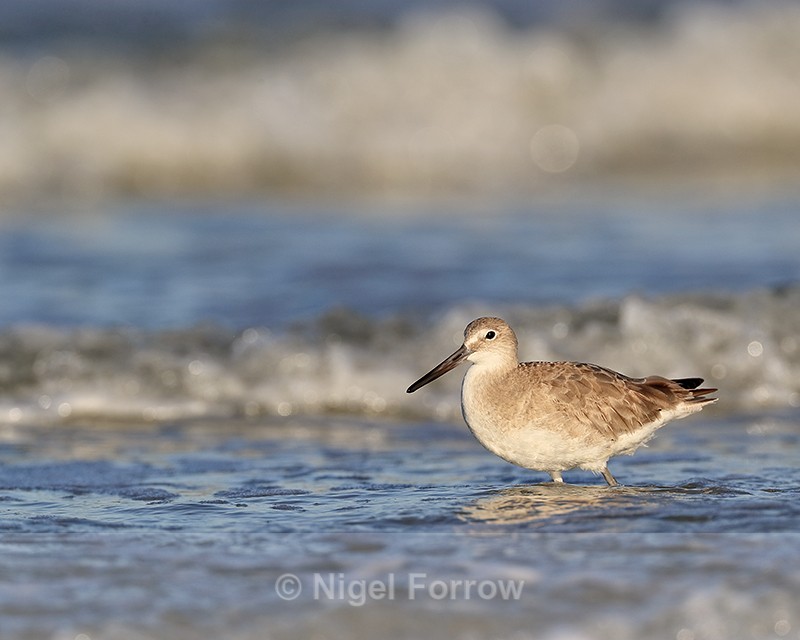 Willet wading in the sea, Fort De Soto Park, Florida - Willet