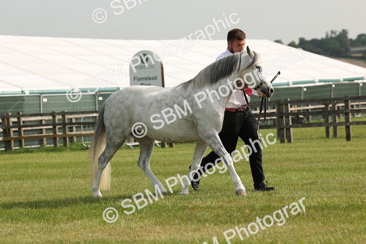 SBM_00543 - Class 6-13 - Mountatin and Moorland In Hand Welsh Breeds