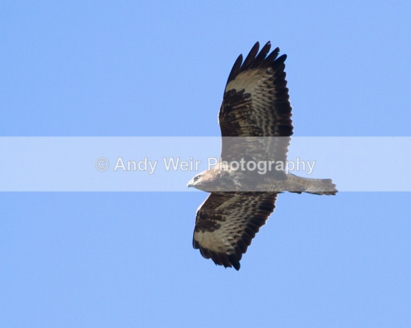 20101017-1946 - Common Buzzard