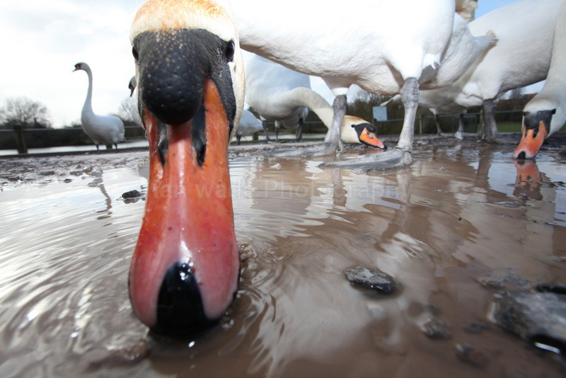 Urban swans wide angle photography_00453 - Birds, swans and gulls