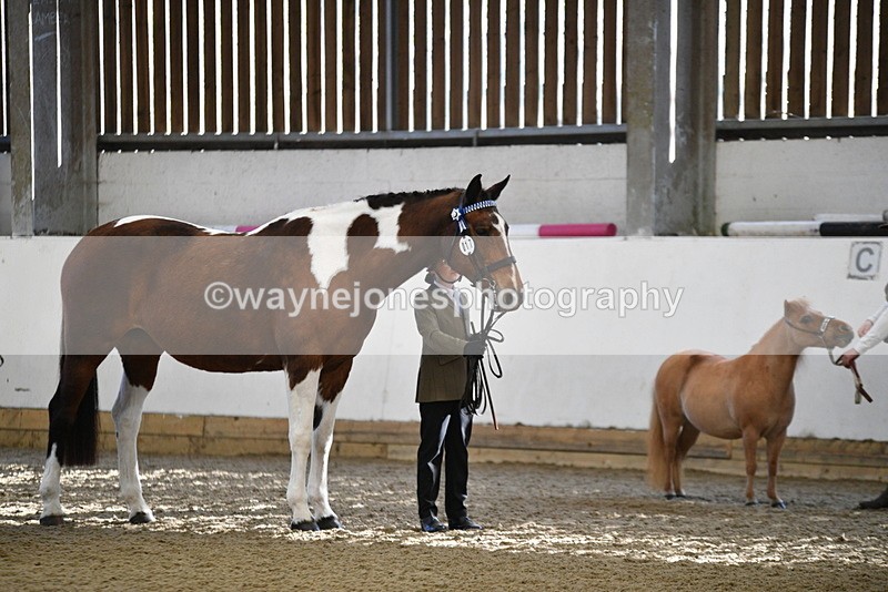 WJ5_3929 - Class 5 In Hand Veterans