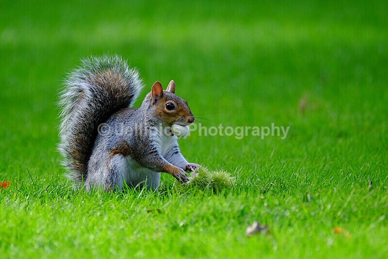  - Wildlife and Nature