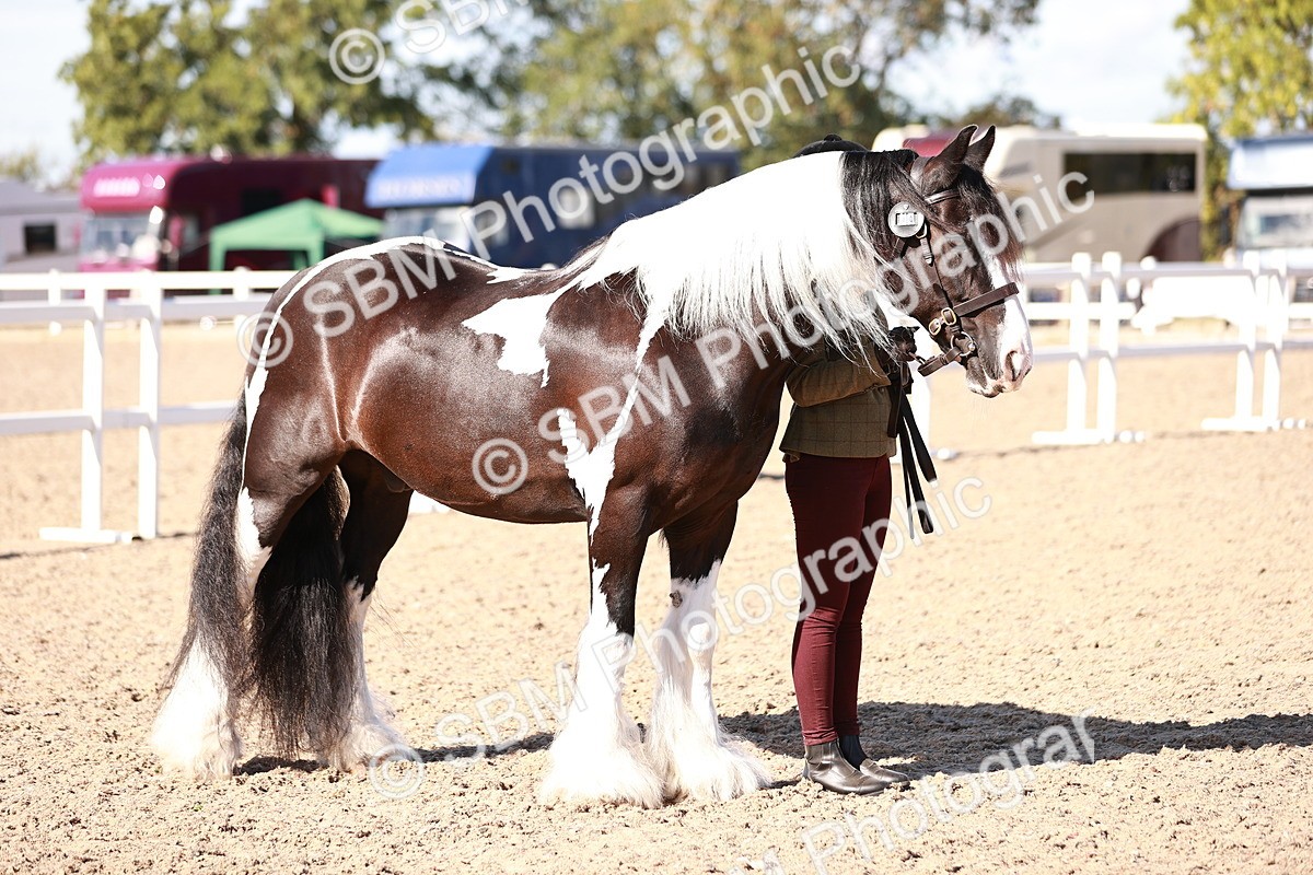 SBM_12611 - Class 404 - IH Traditional - Native Cob