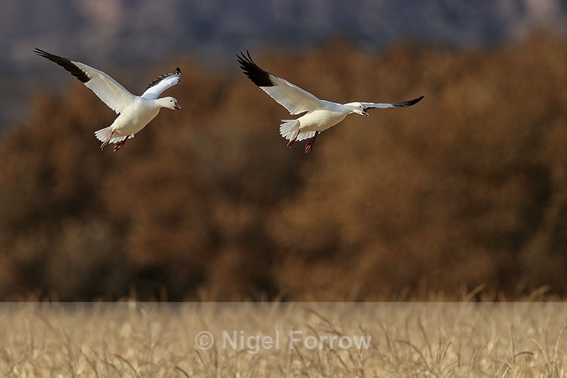 Snow Geese flying above cornfield, Bosque del Apache, New Mexico - Snow Goose