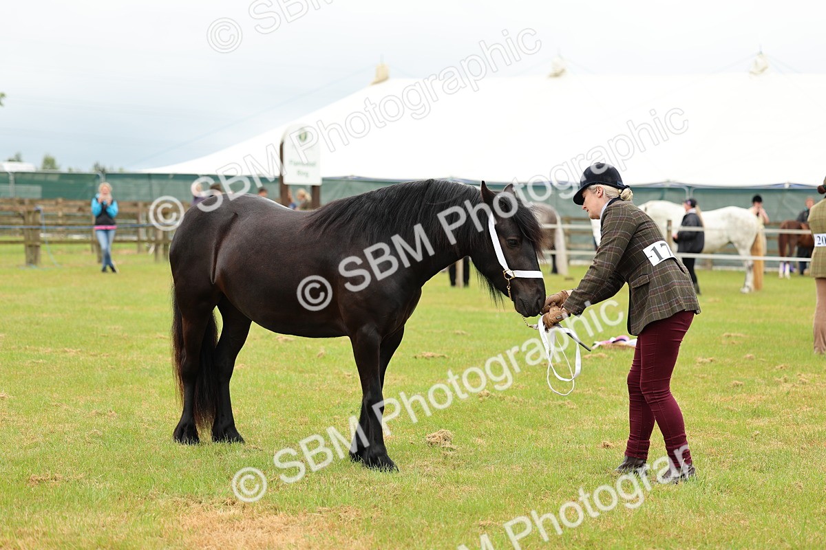 SBM_00400 - Class 58-67 - M&M Non Welsh Pony In hand