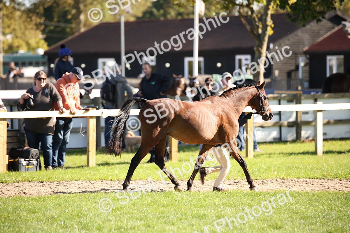 SBM_36557 - S10 - Best In Hand Horse & Pony