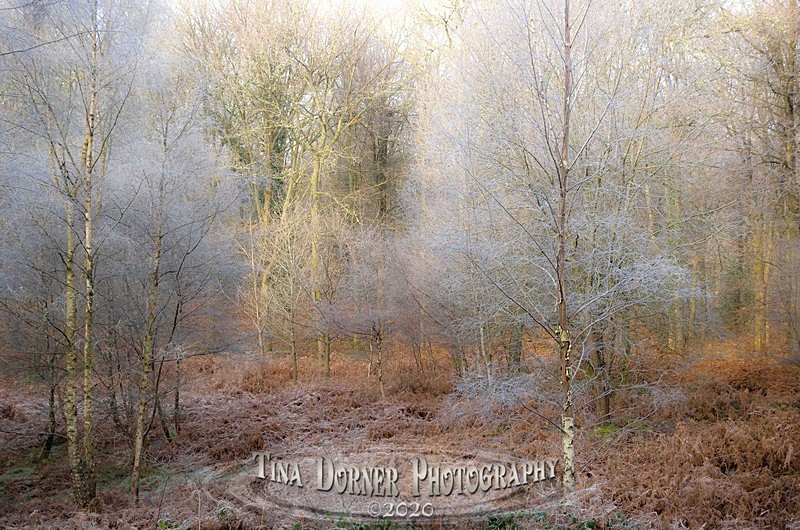 Frost Pocket Forest
