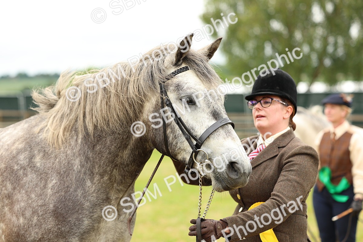 SBM_04103 - Class 64-67 - Shetland Pony In Hand