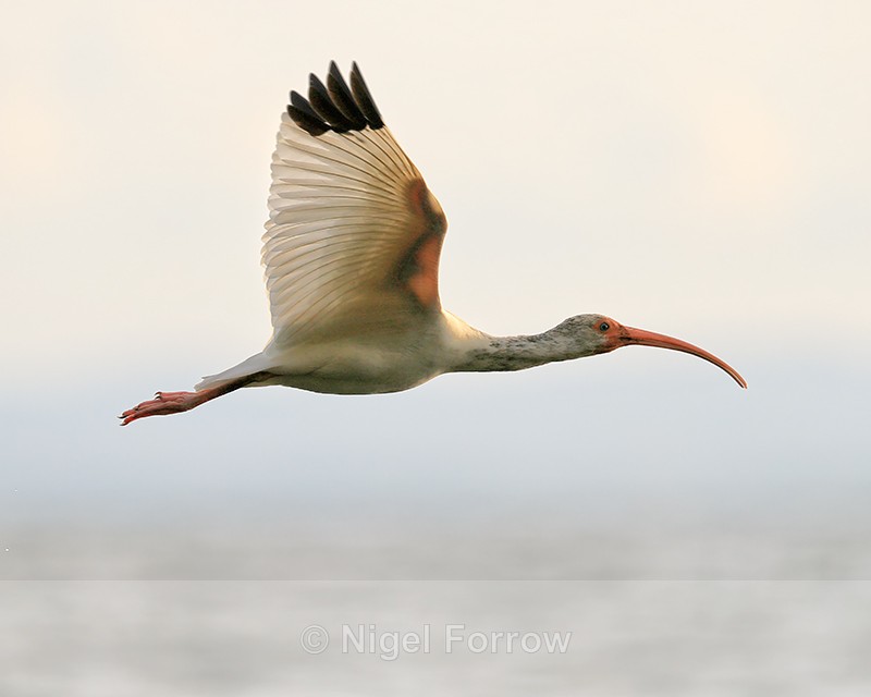 White Ibis, close fly-past, Costa Rica - White Ibis
