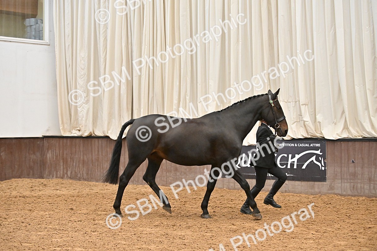 SBM_000078 - Class 4 - BSHA In Hand Show Cob