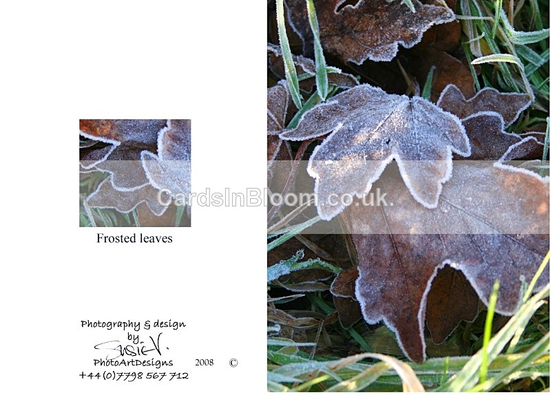 Winter 5. Frosted leaves - Winter