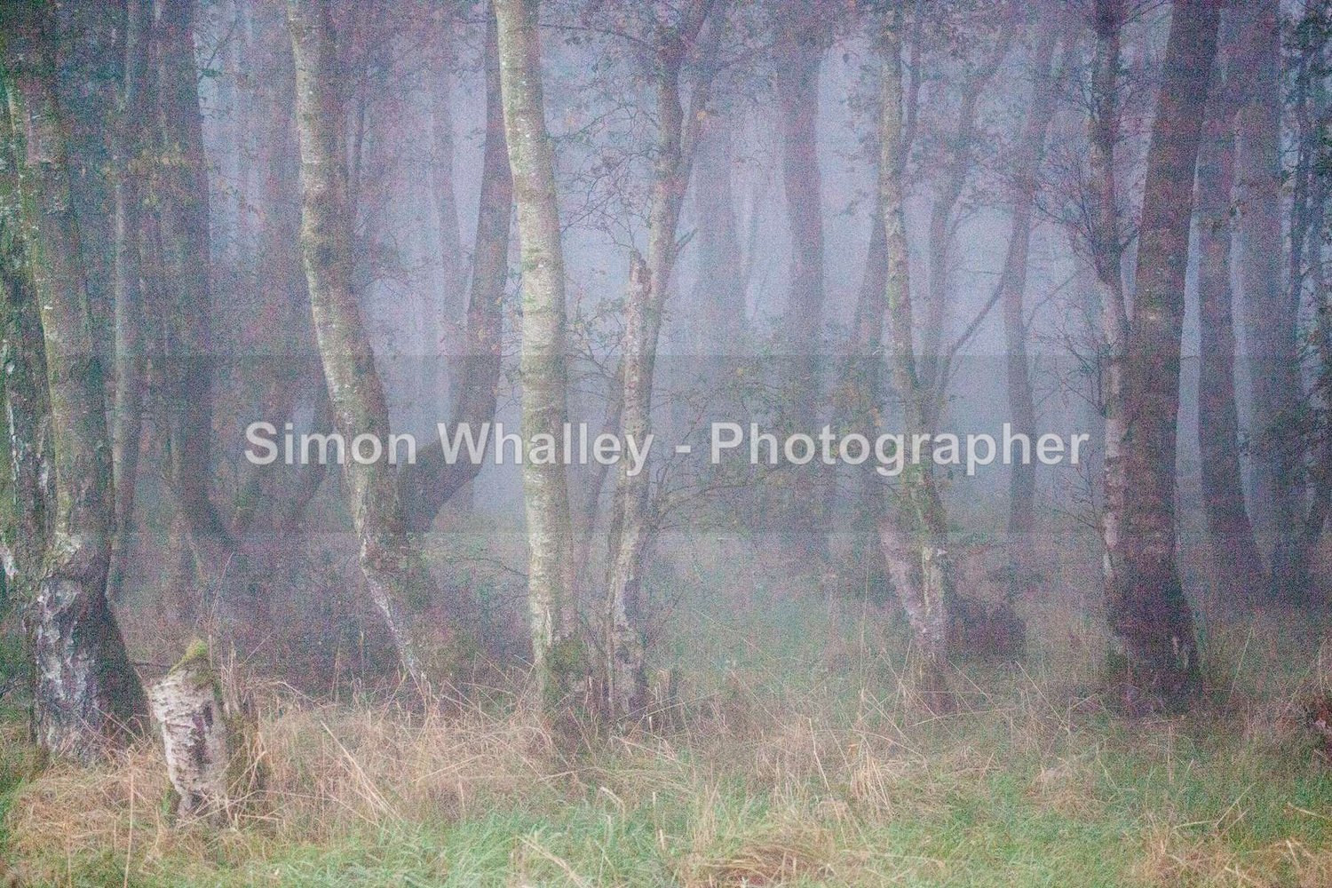 Fairies Woodland