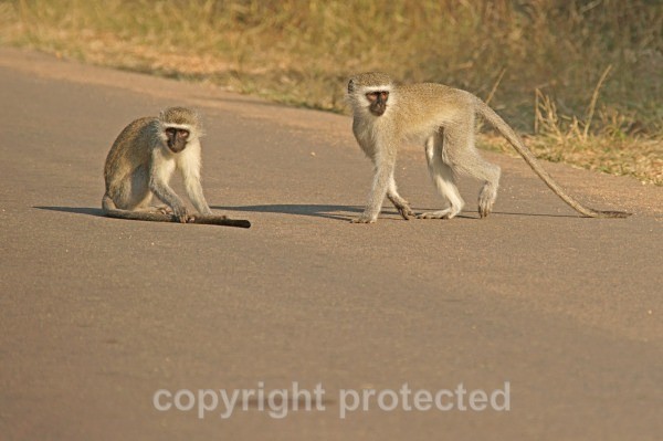 Vervet Monkeys - Krüger NP, South Africa - African Wildlife