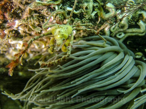 Leeches Crab - Cornish Marine Life