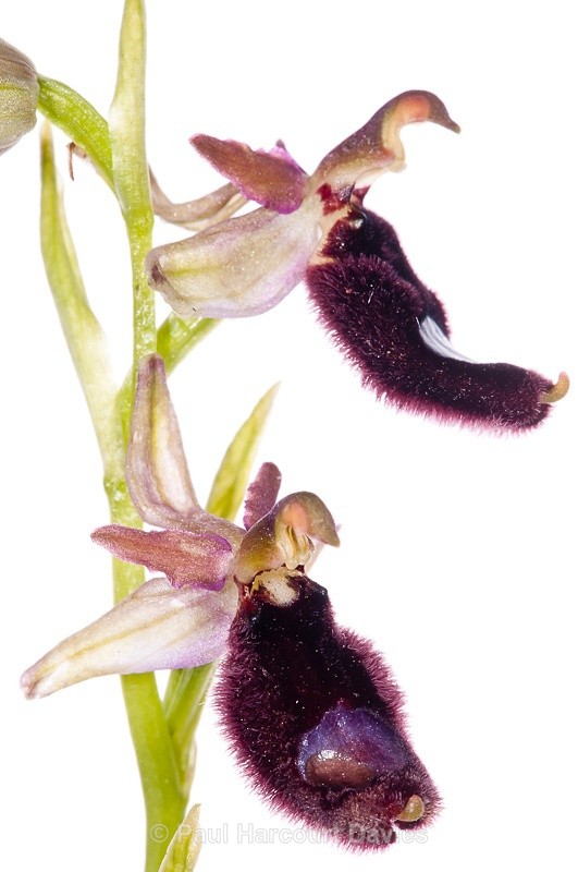  - WB: Orchids - Ophrys