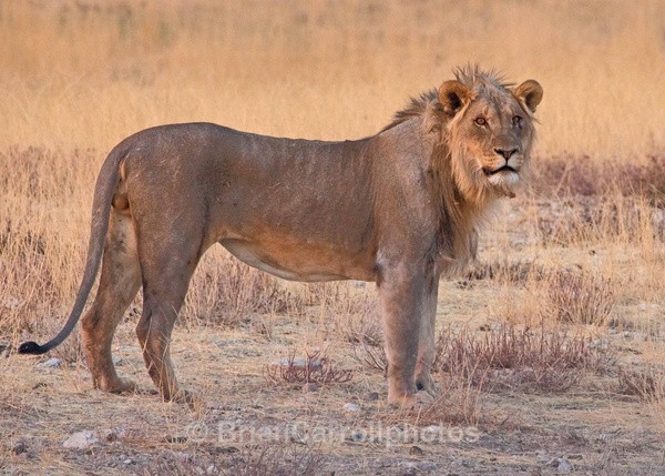 Lion at dusk Namibia - African Safari Tour 09 Zambia, Botswana,Namibia & South Africa