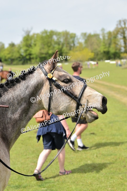 20260426-3711 - Class 22 - Working Hunter