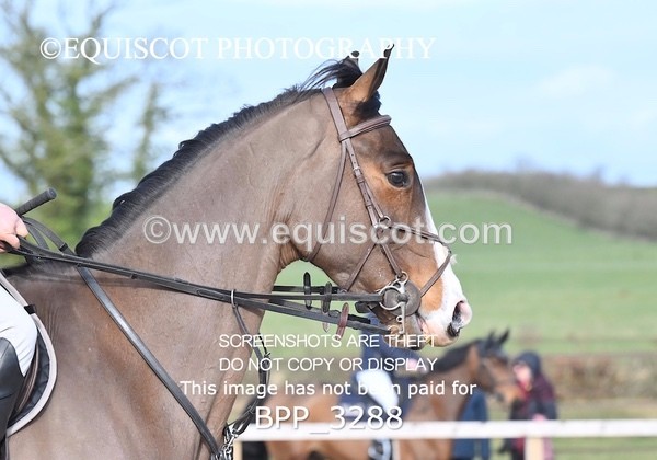 BPP_3288 - CLASS 2  Club/ Unaffiliated 80cms Open