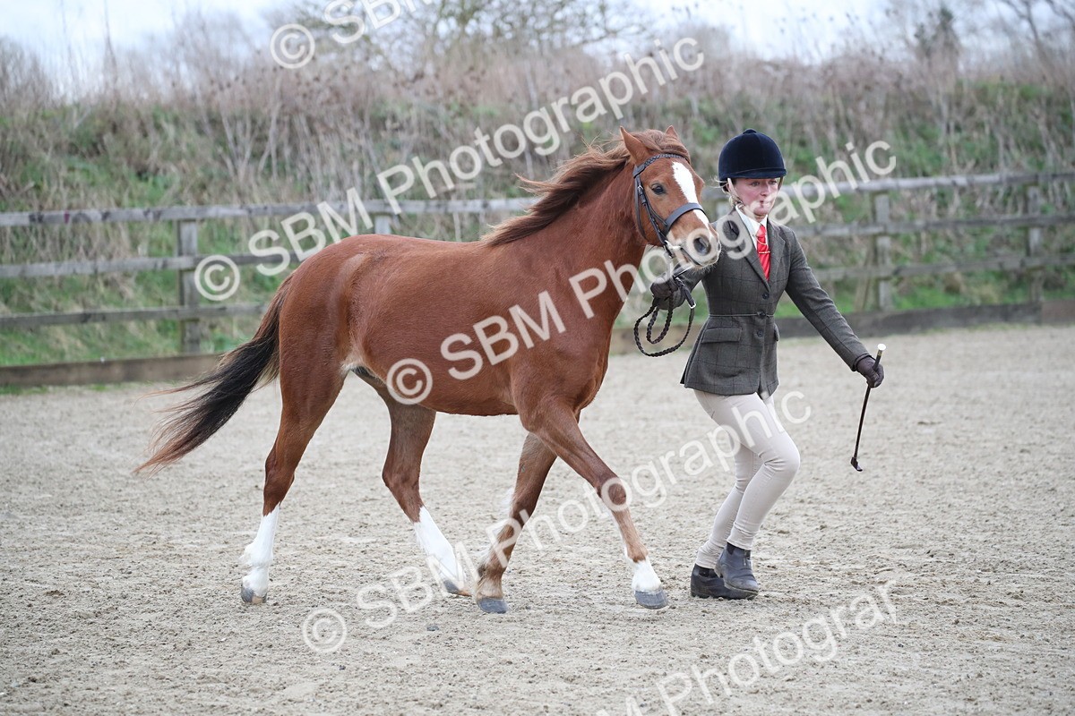SBM_003908 - Class 1-4 - Young Stock classes Inc. In Hand Championship