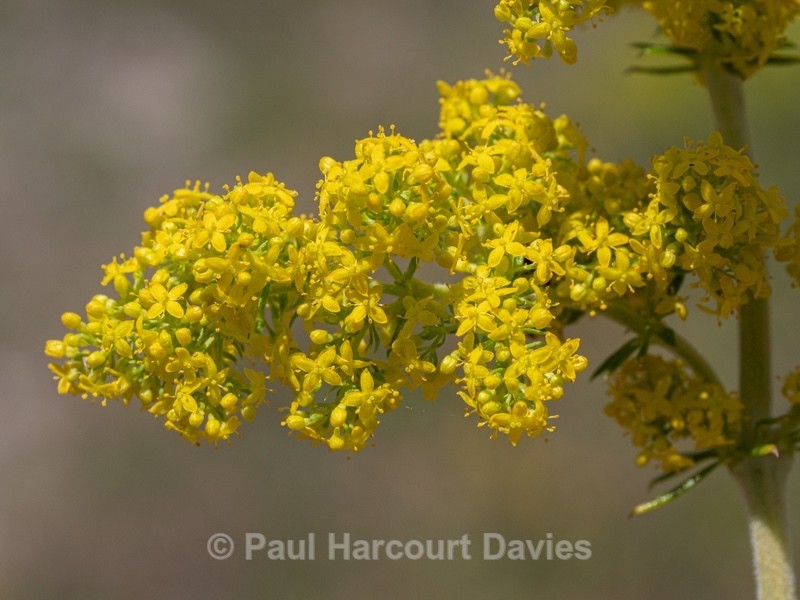 Lady's bedstraw (Galium verum) also yellow bedstraw - Wild Flowers - 2