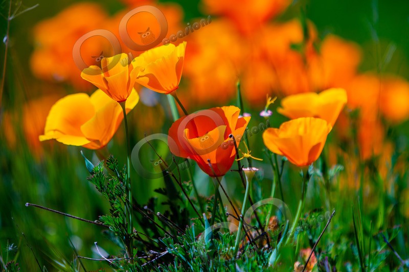 Californian poppy Eschscholzia californica-5534 - Plants and trees