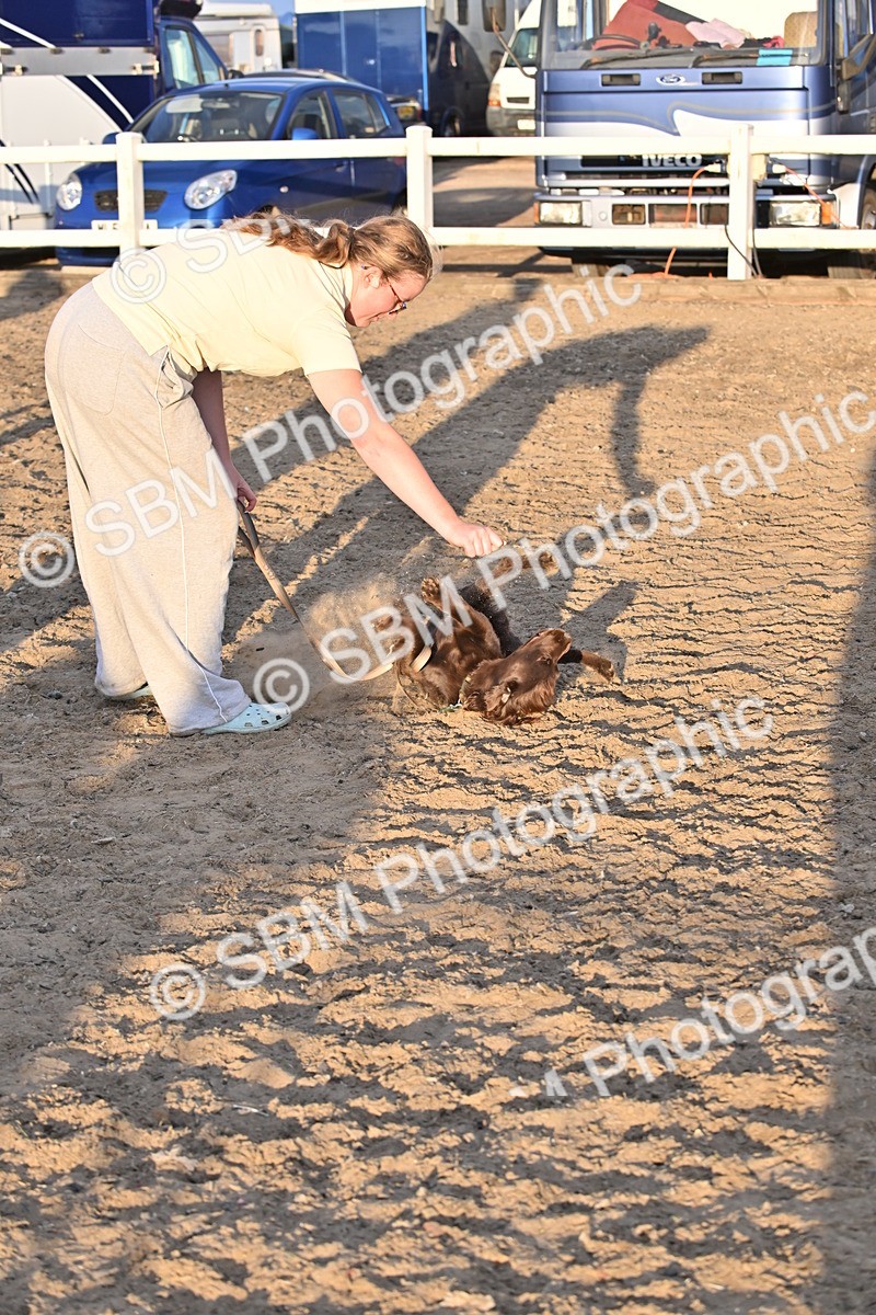 SBM_09668 - Lorry Dogs