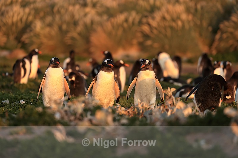 Gentoo Penguin colony near sunset, Sea Lion Island, Falklands - Gentoo Penguin