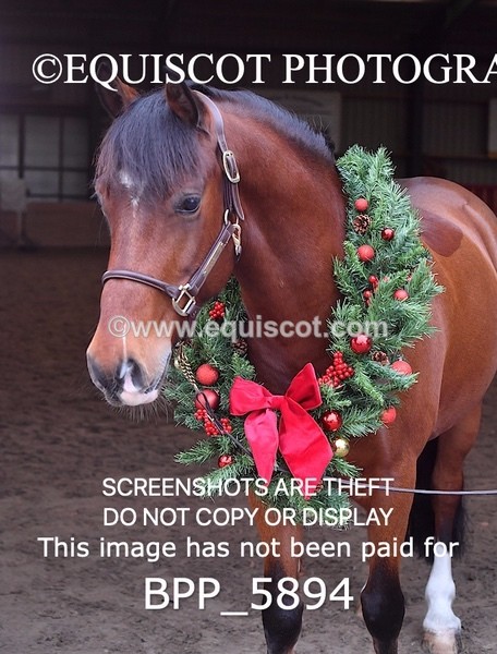 BPP_5894 - Marion West pony 3