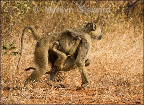 Baboon and young - Kenya, Tsavo East