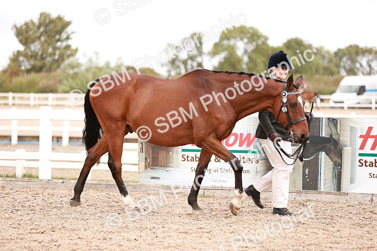 SBM_16190 - Class412 - Handsome Gelding (IH  or Ridden) Adult