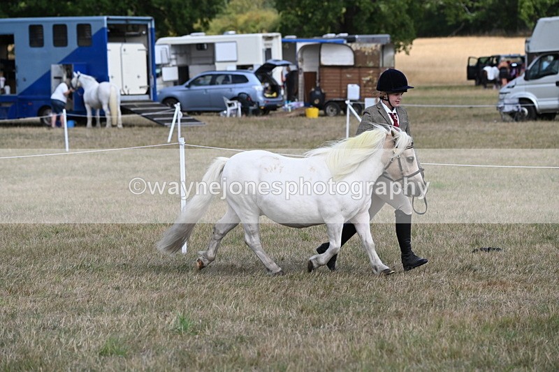 WJ6_6907 - Class 21 Shetland & Mini Horses