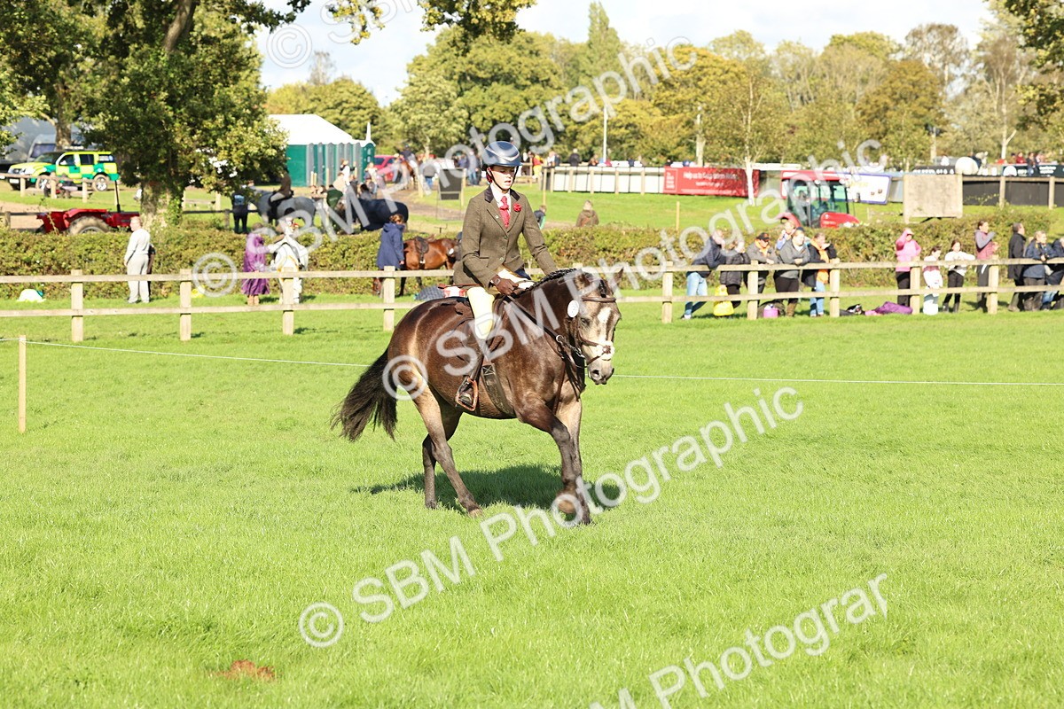 SBM_50108 - S34 - Novice & Newcomers Working Hunter