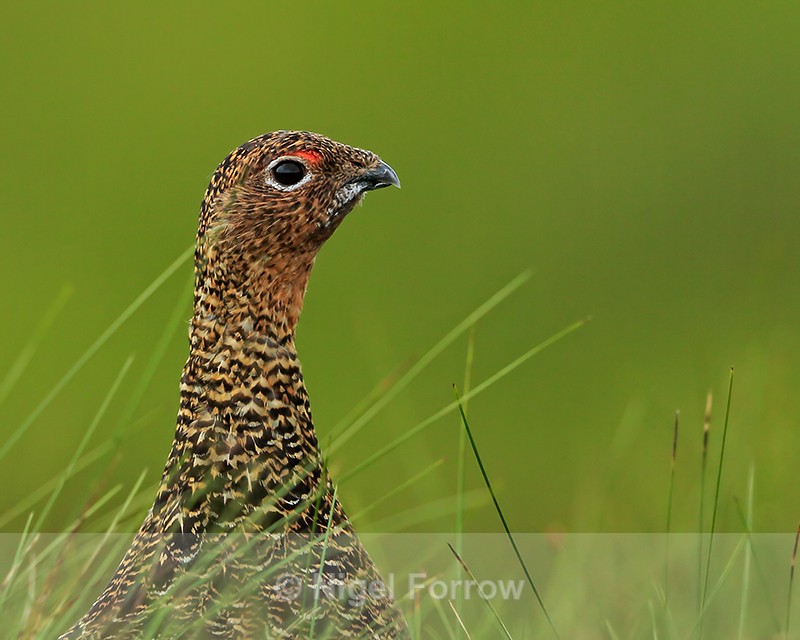 Red Grouse close-up, Scotland - Red Grouse