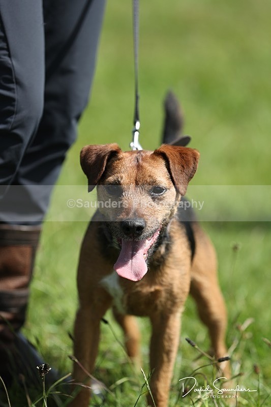 SPXX0546 - Dog show