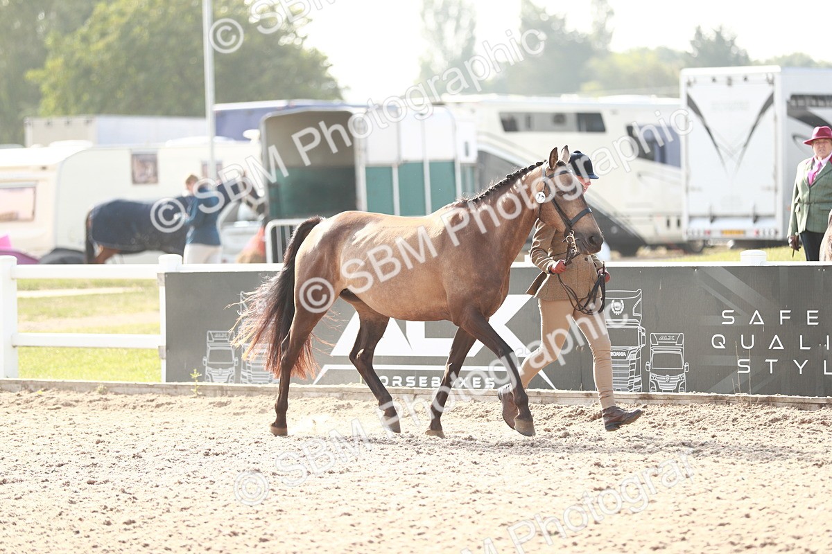 SBM_11045 - Class 205 IH Show Pony/ Show Hunter Pony