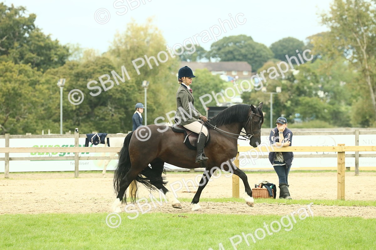 SBM_72153 - S60 - Mountain & Moorland Ridden Large Breeds