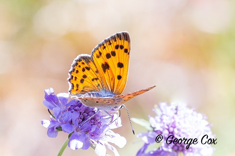 purple shot copper pyrenees