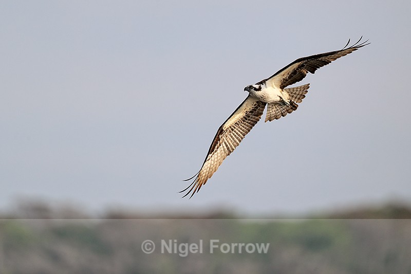 Osprey flying, Blue Cypress Lake, Florida - Osprey