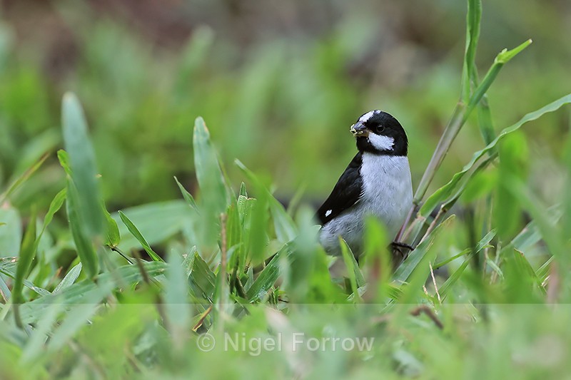 Lined Seedeater (male), Porto Jofre, Mato Grosso, Brazil - Lined Seedeater