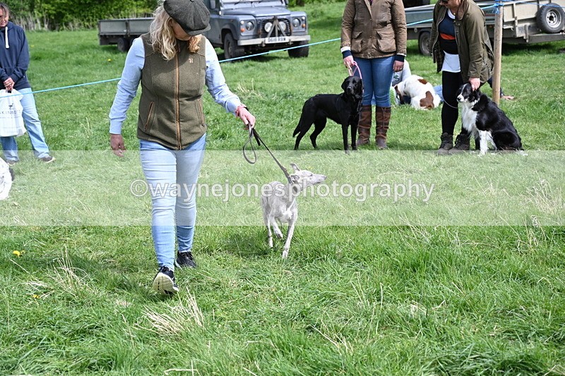 WJ6_9078 - Class 8 Best Working / Gun Dog or Bitch