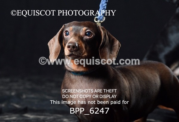 BPP_6247 - LESLEY GRANGER DOGS