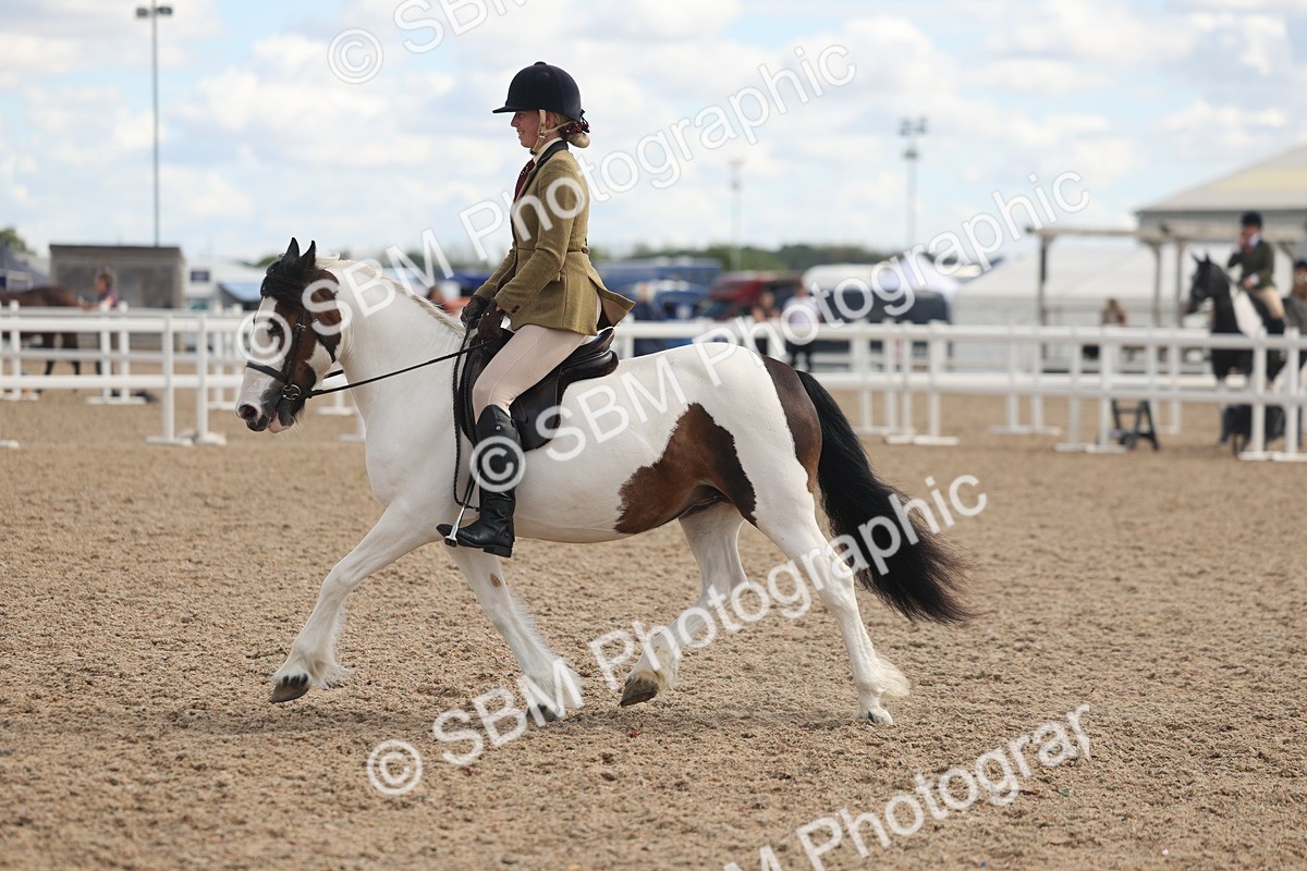 SBM_14655 - Class 307 - Ridden Coloured Pony