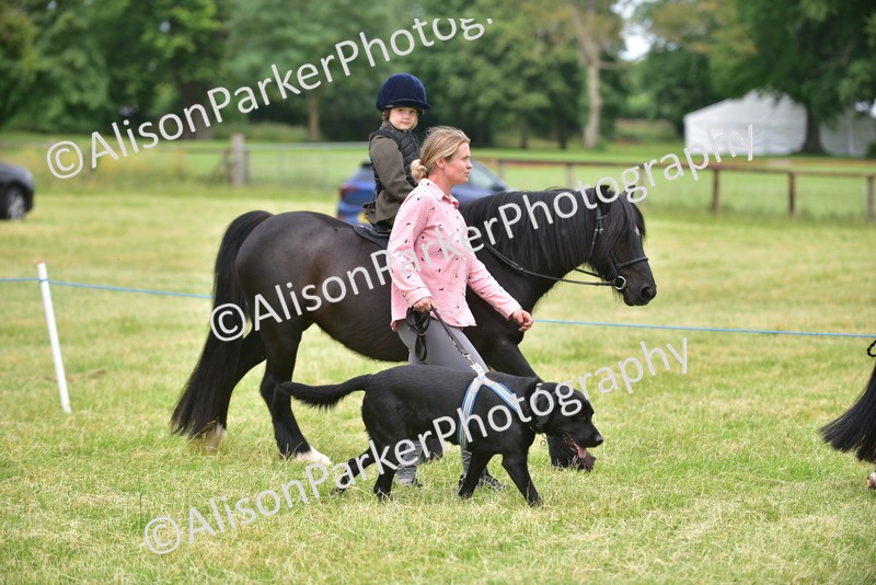 20260614-4517 - Class 19 - Cutest Pony, Rider and Dog Combination